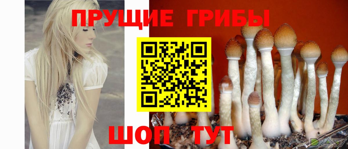 Псилоцибиновые грибы Cubensis Старый Оскол